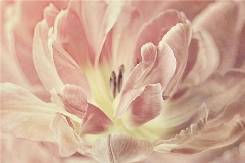 Framed Vintage Tulip Print