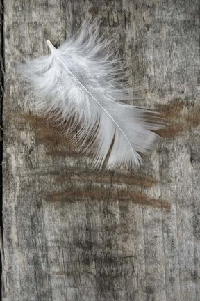 Framed White Feather on Wood Print