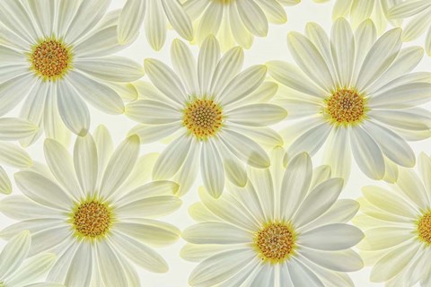 Framed Daisy Flowers Print