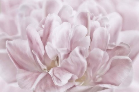 Framed Double Pink Tulip Print