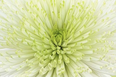 Framed Lime Light Spider Mum Print