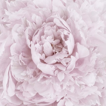 Framed Pink Peony Flower Print