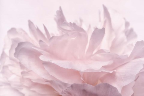 Framed Pink Peony Petals III Print