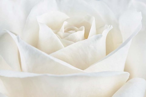 Framed Pure White Rose Print