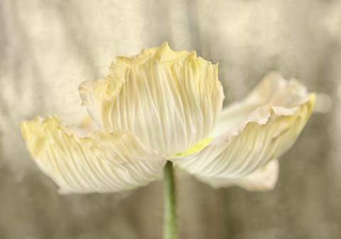 Framed Sunshine Poppy Print