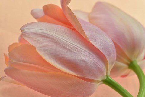 Framed Two Orange Tulips Print