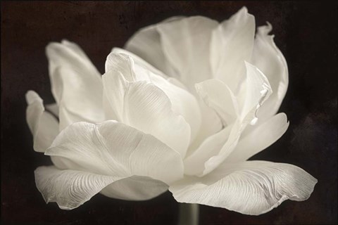 Framed White Tulip III Print