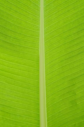 Framed Leaf Texture I Print