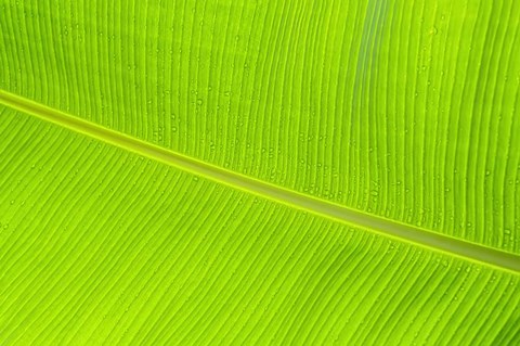 Framed Leaf Texture II Print