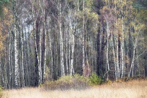 Framed Birches Print
