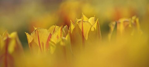 Framed Aurora Tulips Print
