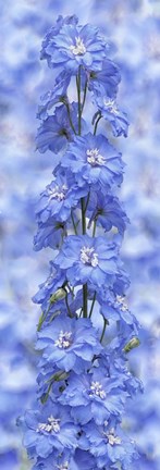 Framed Blue Larkspur Print