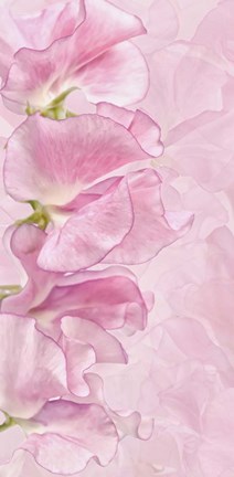 Framed Pink Sweet Peas Print