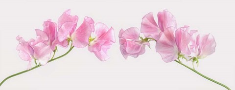 Framed Two Sweet Peas Print