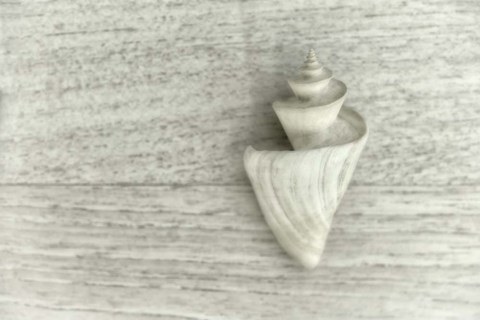 Framed Japanese Wonder Shell Print