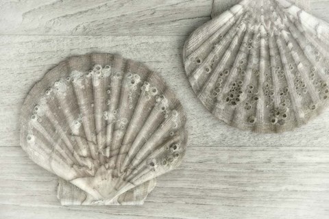 Framed Two King Scallop Shells Print