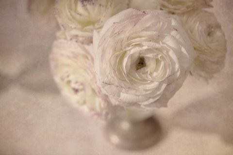 Framed White Persian Buttercup Still Life Print