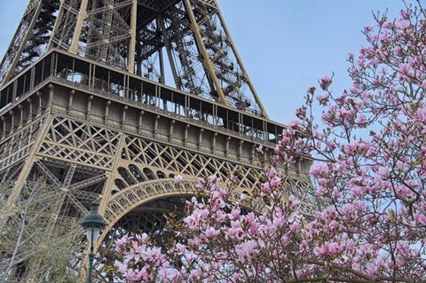 Framed Eiffel Tower with Pink Magnolia Print