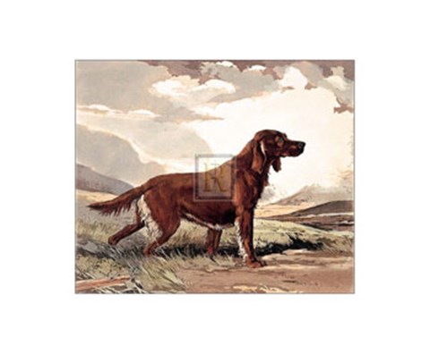 Framed Irish Setter Print