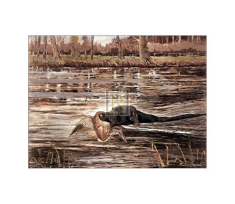 Framed Bramshaw Bob Swimming (Lge) Print