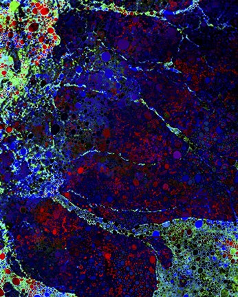 Framed Tidal Pool Print