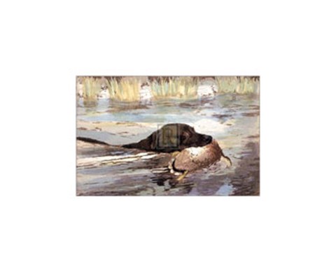 Framed Bramshaw Bob Swimming (Sml) Print
