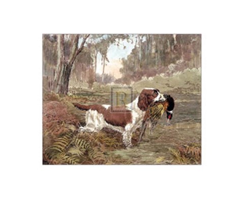 Framed Springer and Pheasant Print