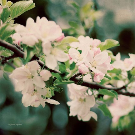 Framed Apple Blossoms I Print