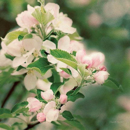 Framed Apple Blossoms II Print