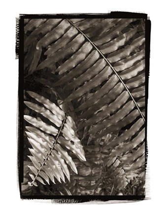 Framed Fern I Print