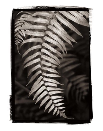 Framed Fern II Print