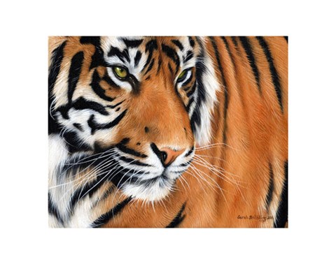 Framed Tiger Crop Print