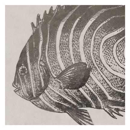 Framed Vintage Fish II Print