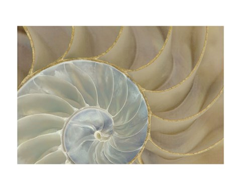 Framed Soft Nautilus Print