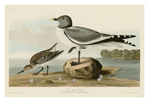 Framed Fork-Tailed Gull Print