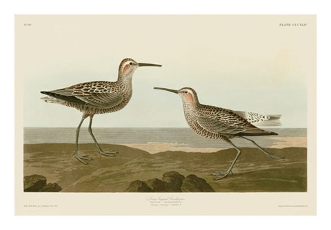 Framed Long-Legged Sandpiper Print