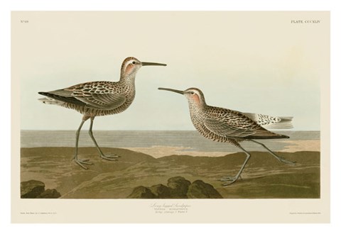 Framed Long-Legged Sandpiper Print