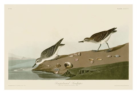 Framed Semipalmated Sandpiper Print