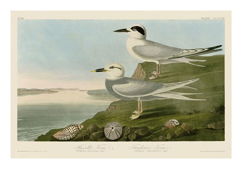 Framed Havell&#39;s Tern &amp; Trudeau&#39;s Tern Print