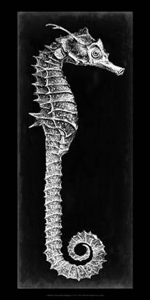 Framed Seahorse Blueprint II Print