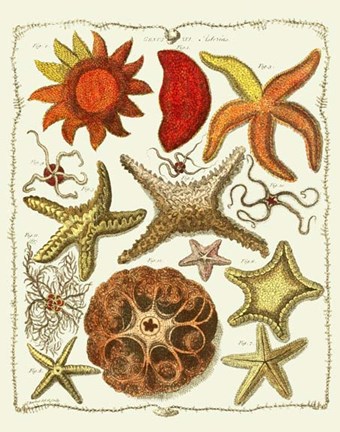 Framed Starfish and Sea Urchins a Print