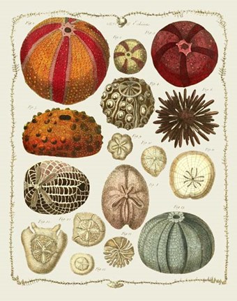 Framed Starfish and Sea Urchins b Print
