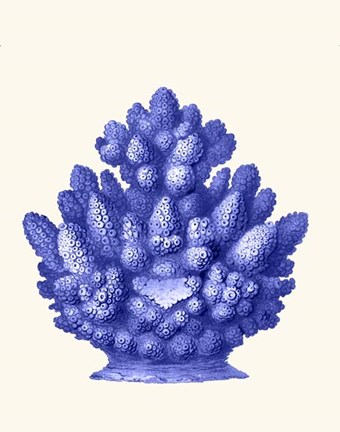 Framed Haeckel Hexacoralla Coral Blue Print