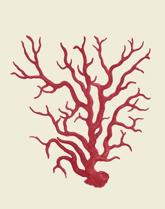 Framed Corals Coral On Cream a Print