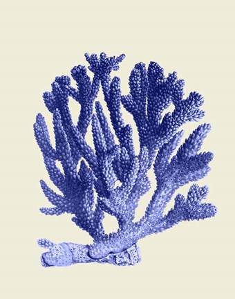 Framed Blue Corals a Print