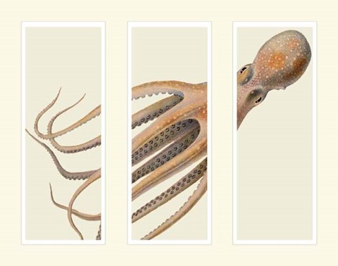 Framed Octopus on 3 panels Print
