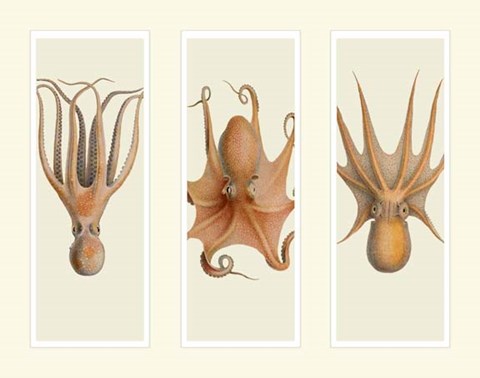 Framed Trio of Octopus on 3 Panels Print