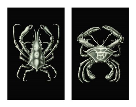 Framed Crabs On Black in 2 panels Print