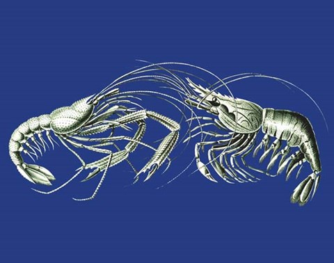 Framed Shrimps On Blue Print