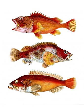Framed Orange Fish Trio Print